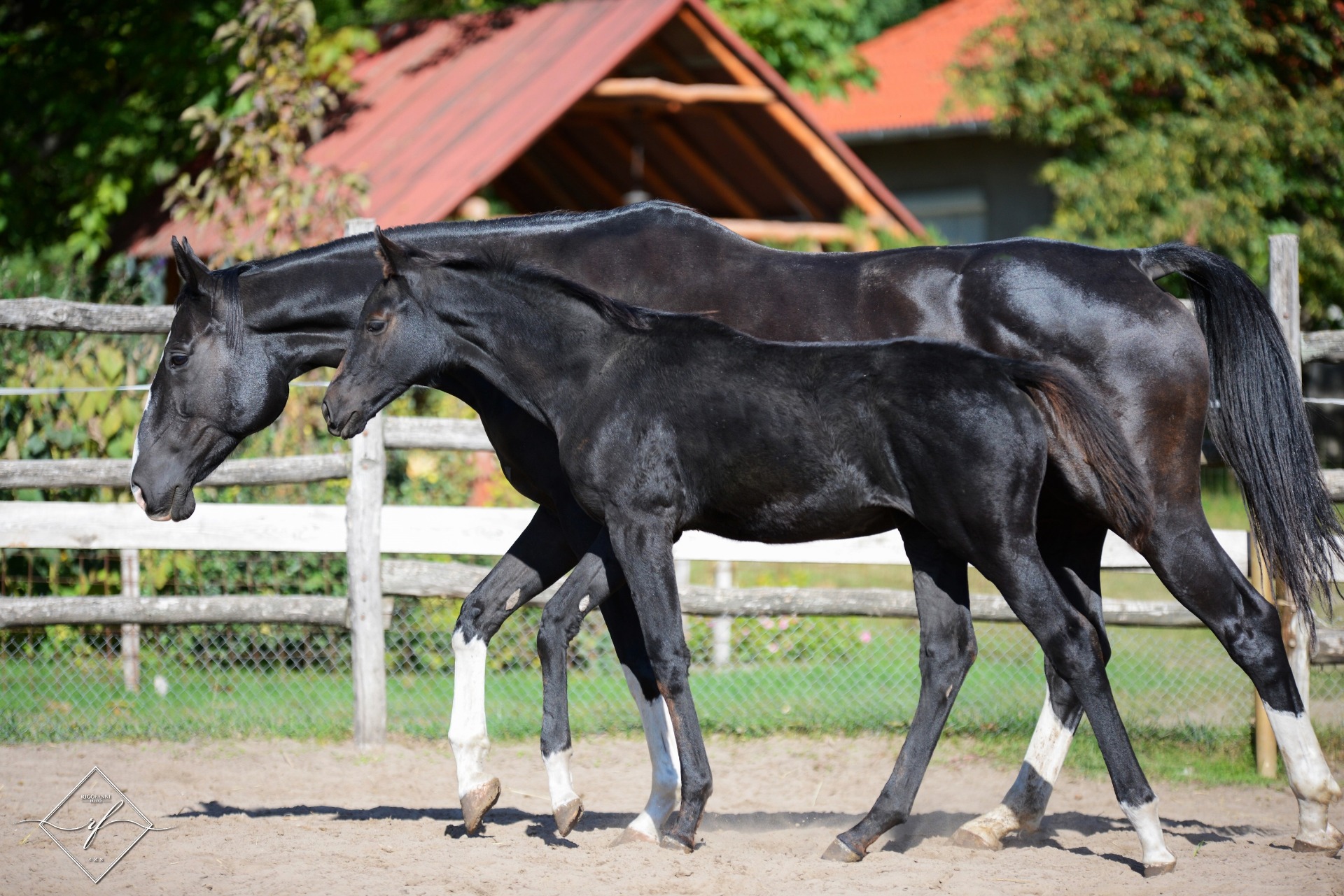 Zorina - 2017 - kanca - apa: Zonik One