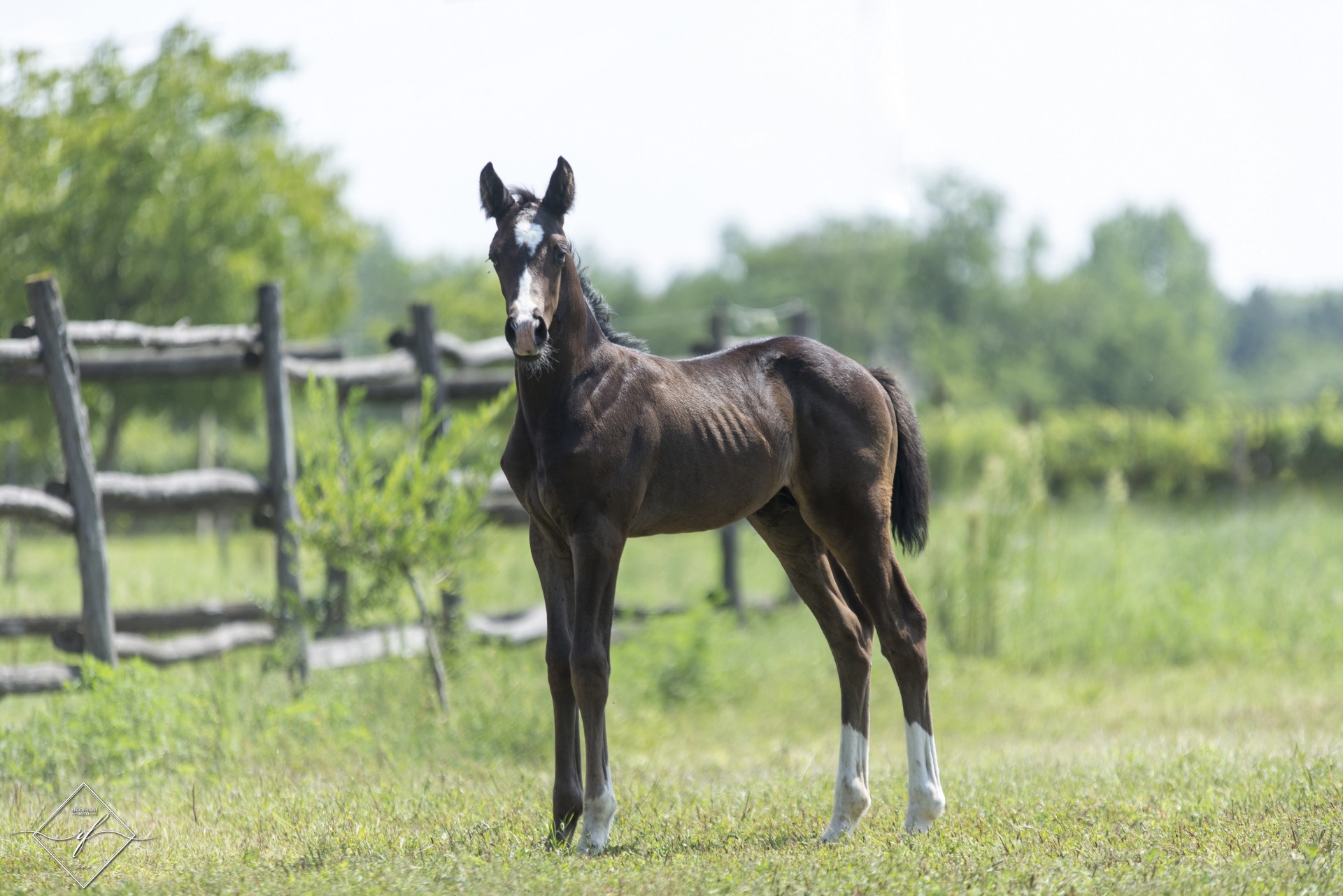 Bon Sens - 2018 - mén- apa: Bon Coeur