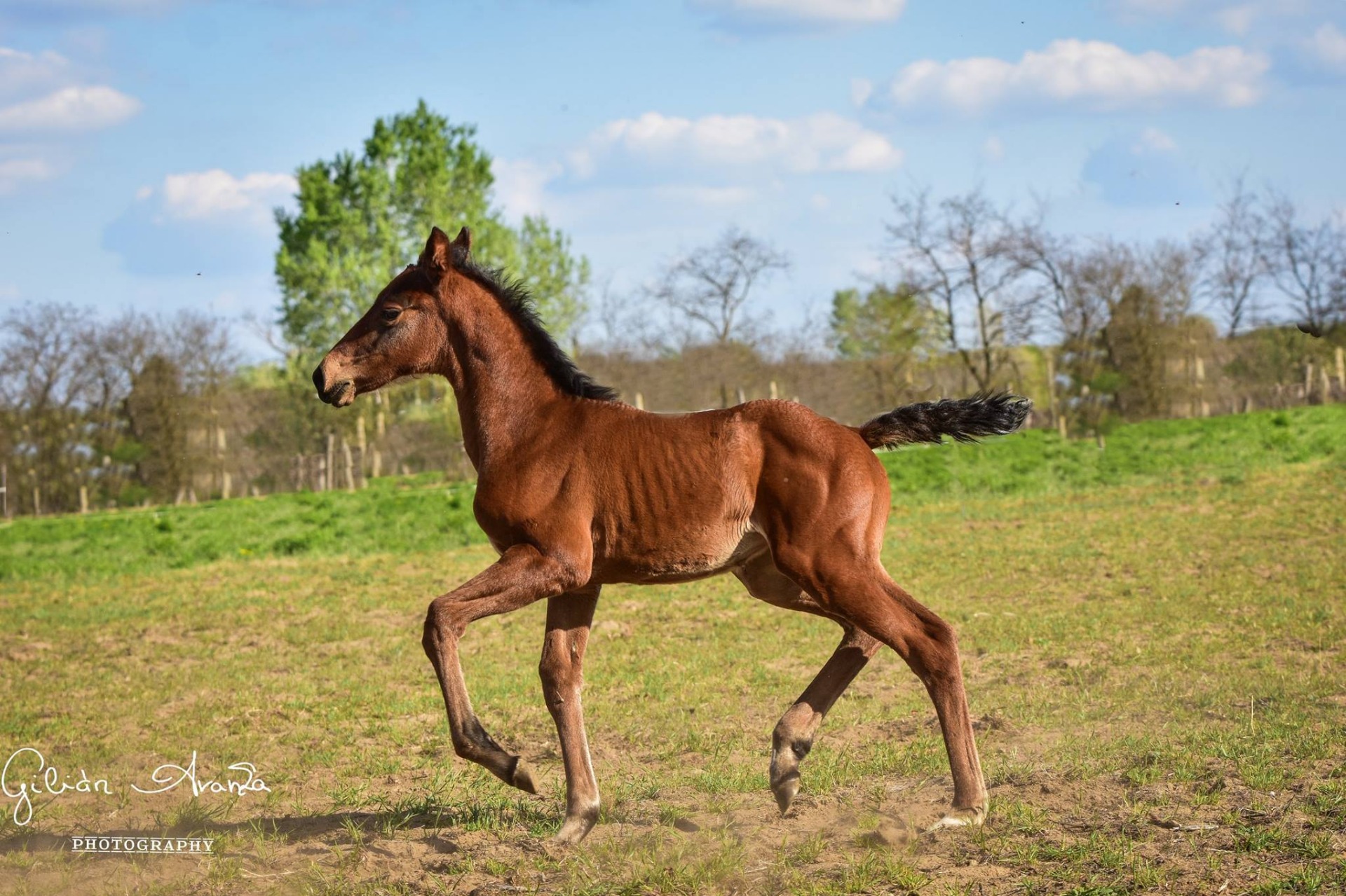 Carolyna - 2019- kanca - apa: Caroly